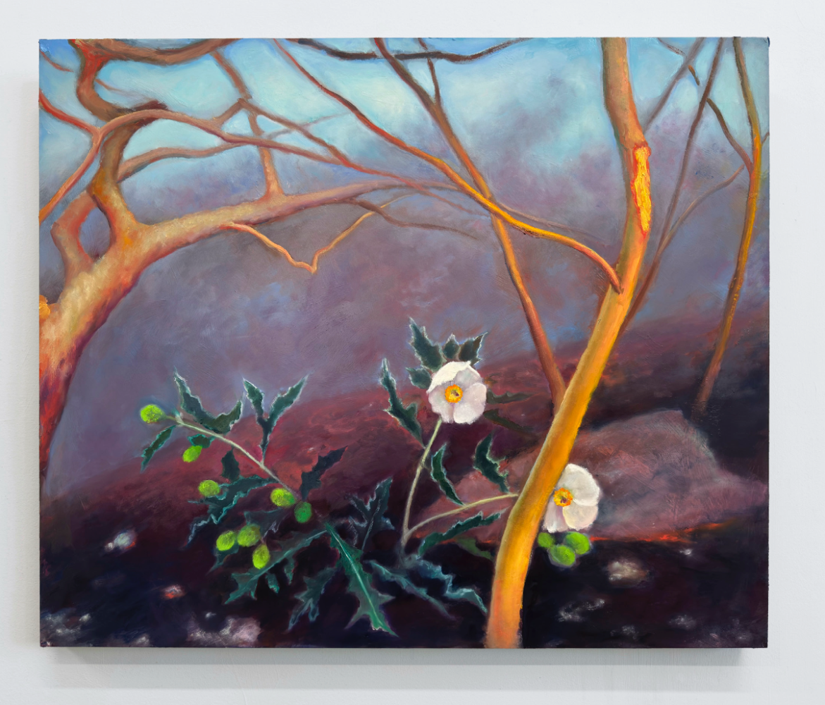 Fire Follower: Prickly Poppy