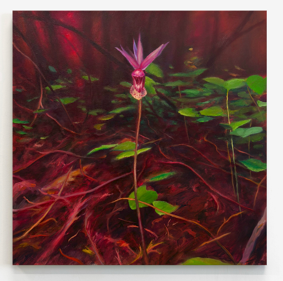 Fire Follower fairy Slipper Orchid
