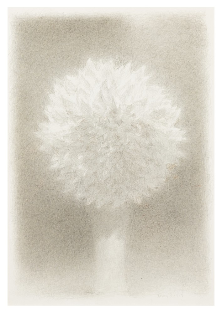 Fred Dalkey White Dahlia, 2011 silver point with sgrafitto on paper ​​​​​​​11 x 7 1/2 in.