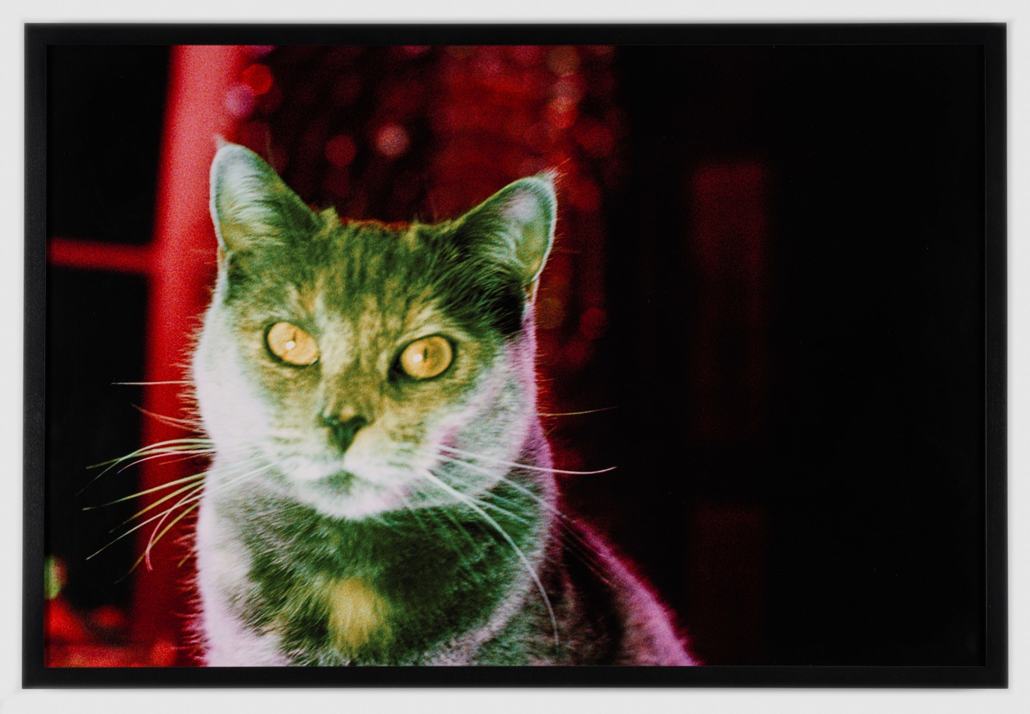 Nan Goldin

Electric Gaja, Paris,&amp;nbsp;2010

Dye sublimation print on aluminum

framed: 21&amp;quot; &amp;times; 41&amp;quot; &amp;times; 1-5/16&amp;quot; (53.3 cm &amp;times; 104.1 cm &amp;times; 3.4 cm)

Edition 2/15