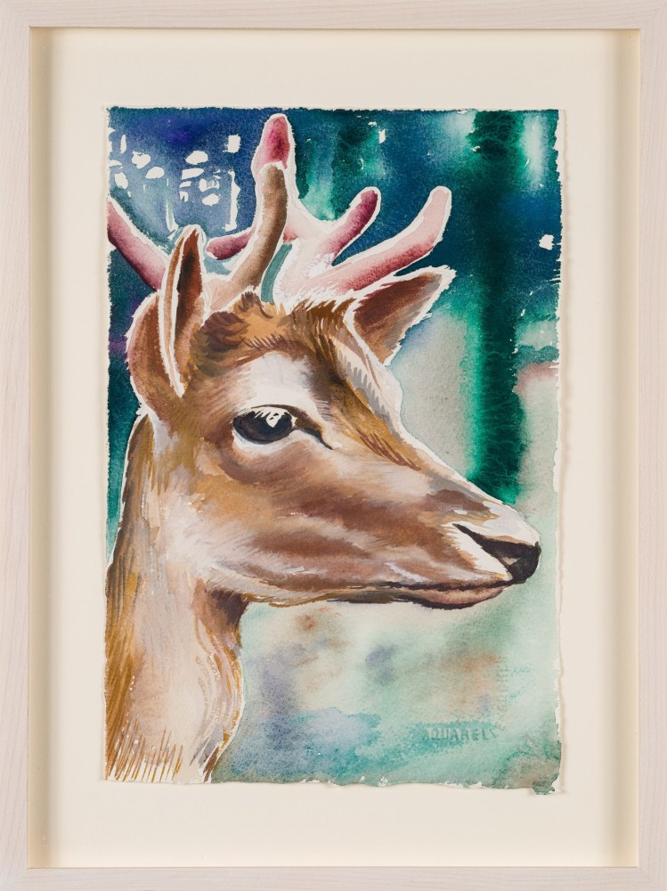 Allison&amp;nbsp;Katz

Young Buck, 2023

Gouache on paper

28.5 cm &amp;times; 19.5 cm (11-1/4&amp;quot; &amp;times; 7-11/16&amp;quot;)