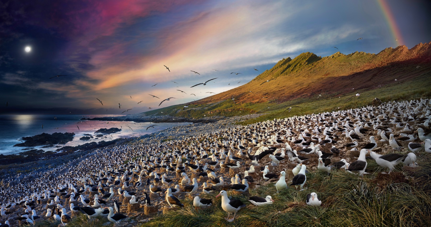 Stephen Wilkes  Albatross, Steeple Jason, Falkland Islands, Day to Night, 2017
