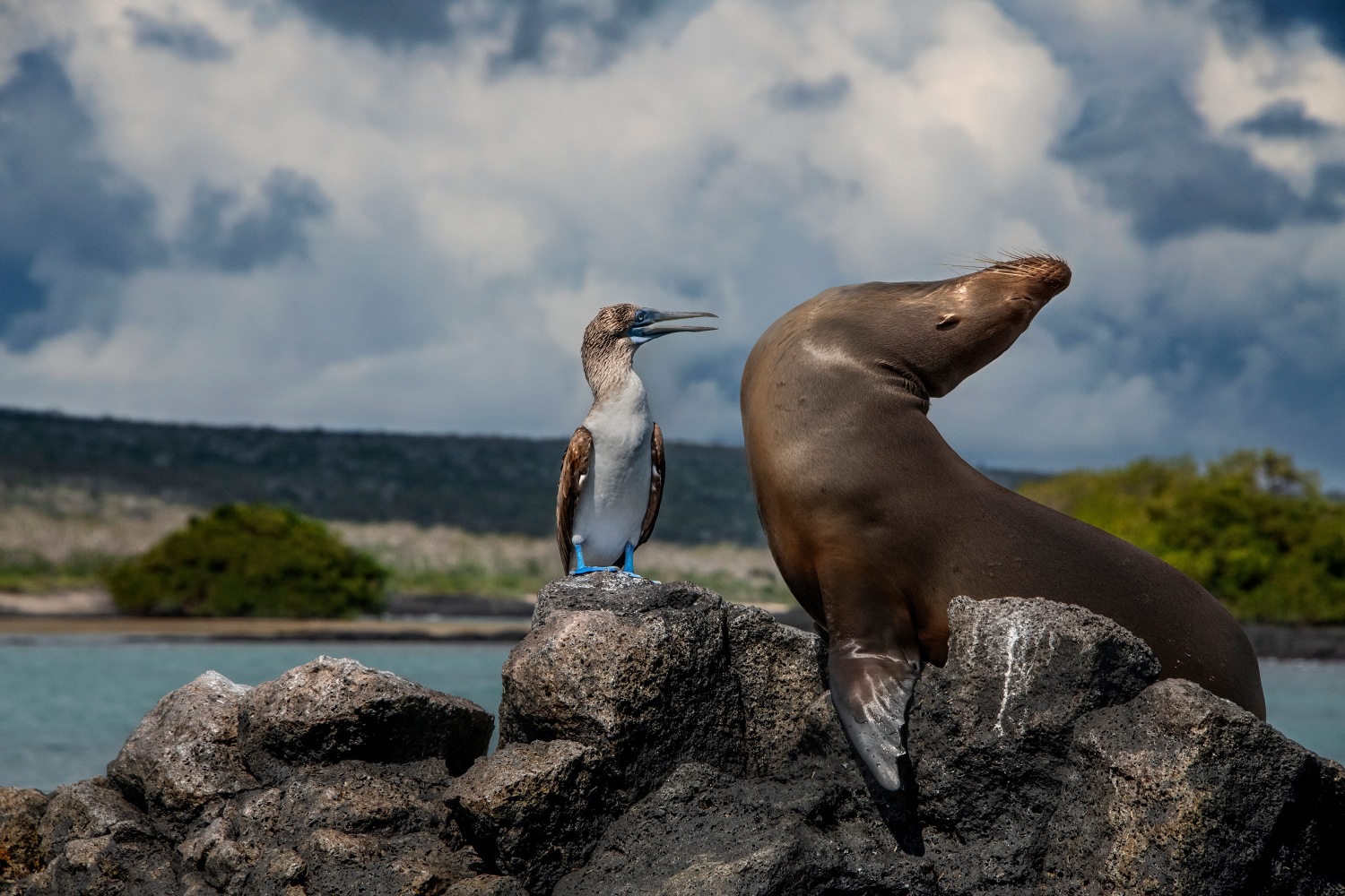 Steve McCurry   Blue Footed Booby and Seal, Ecuador