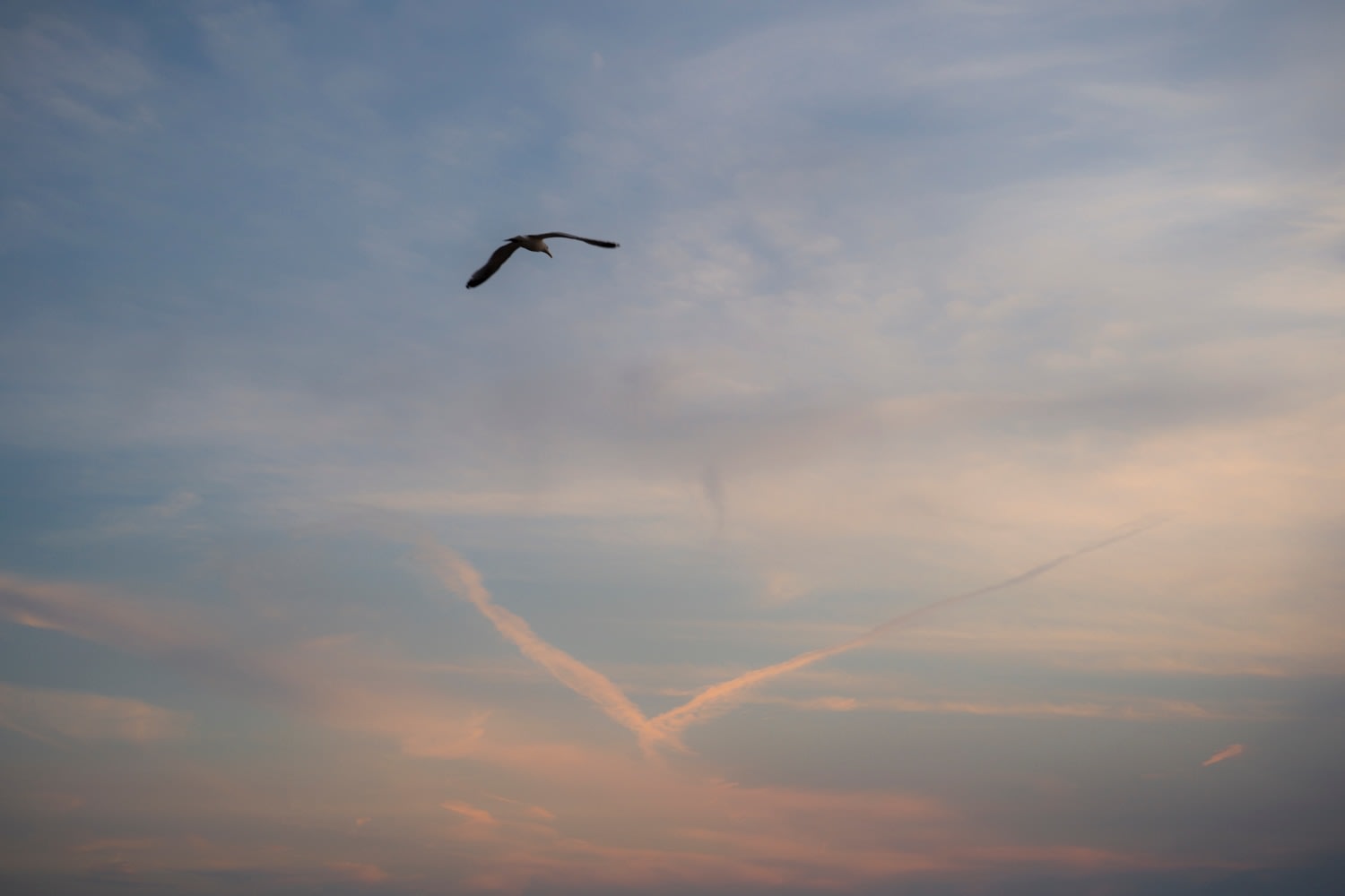 Clark Winter, Bird and Bird, 2022