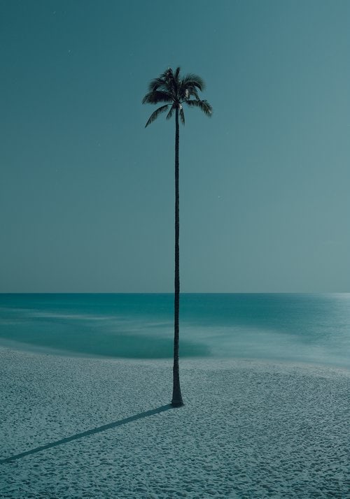 Dean West, Palma de la Noche, The Palms