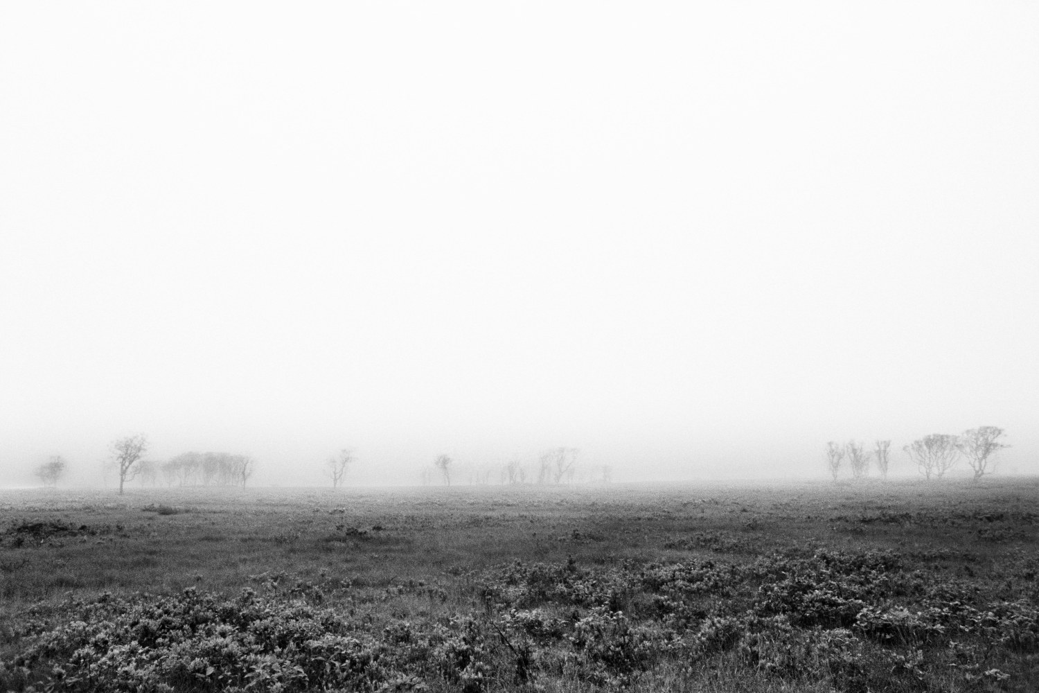 Christophe von Hohenberg, Fog on Nantucket Serengeti #1, 2025