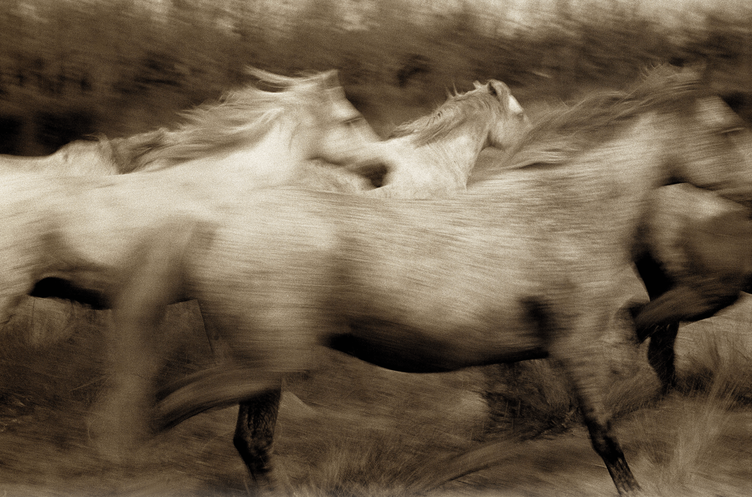 Robert Farber, Running Horses, France, 1989