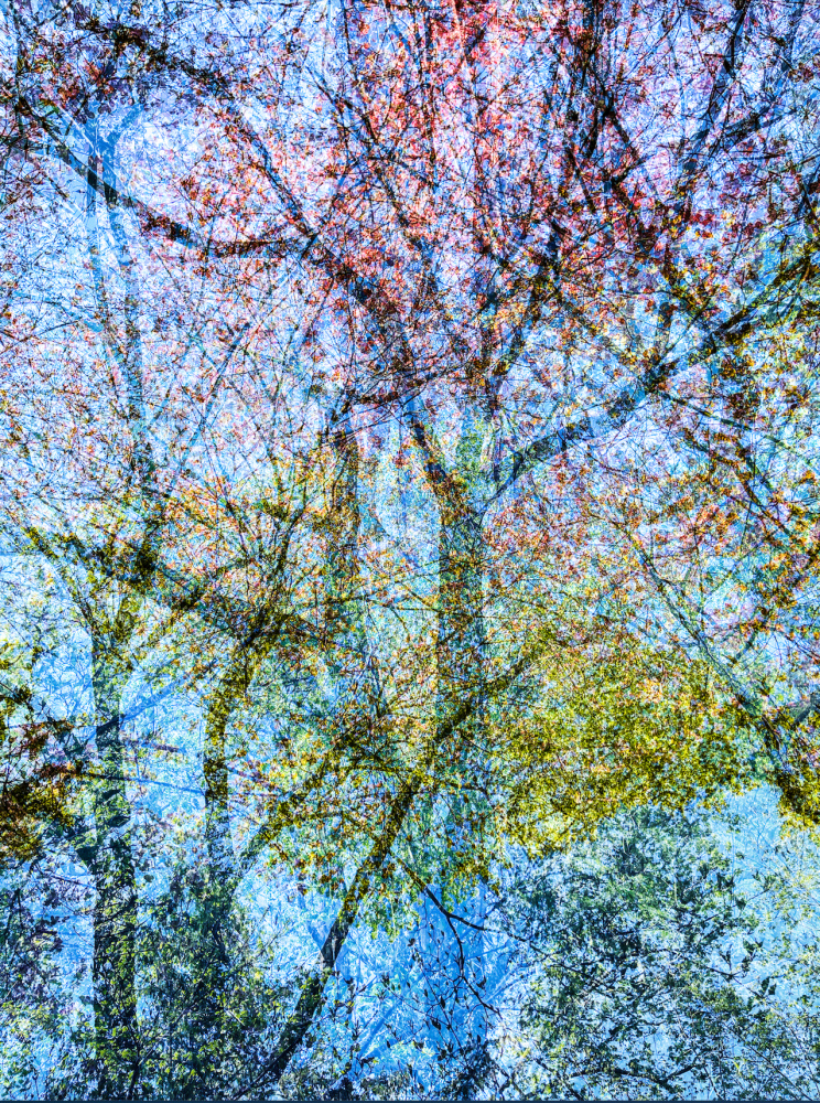 Stephen Wilkes, Spring #3 Blue Trees Tapestry, 2021