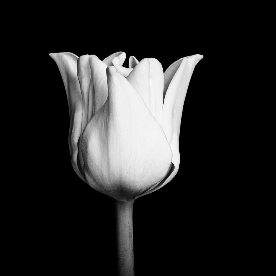 Lisa Pearlman, Bold Tulip