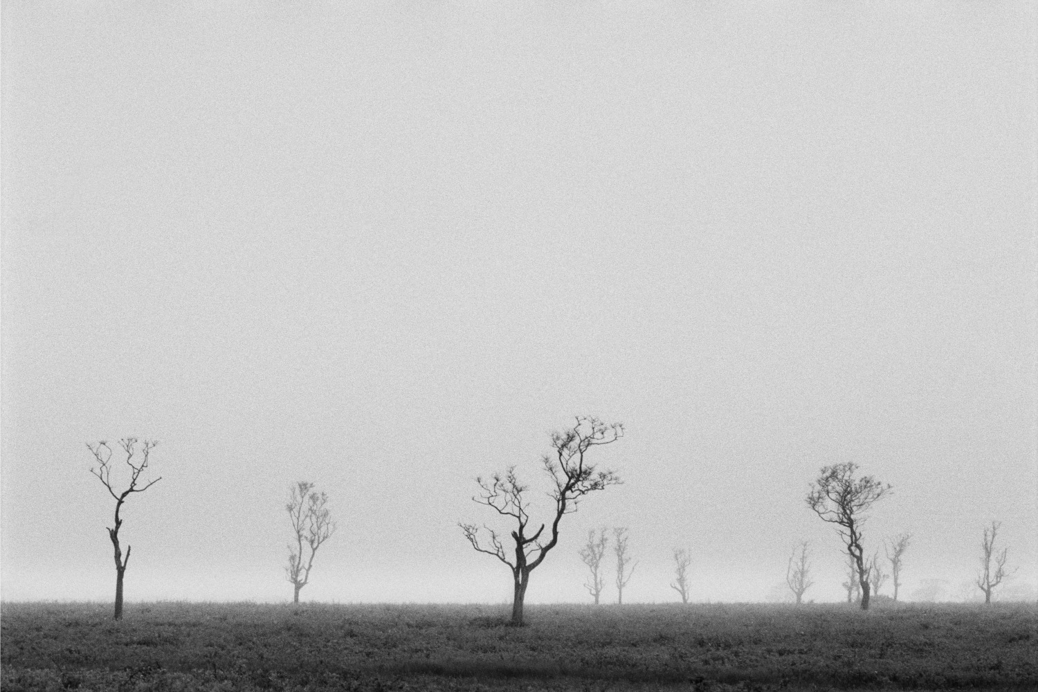 Christophe von Hohenberg, Fog on Nantucket Serengeti #2, 2025