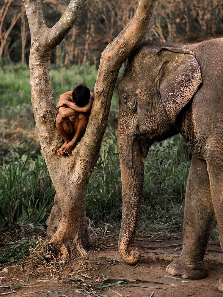 Steve McCurry  Mahout and His Elephant at a Sanctuary, Chiang Mai, Thailand