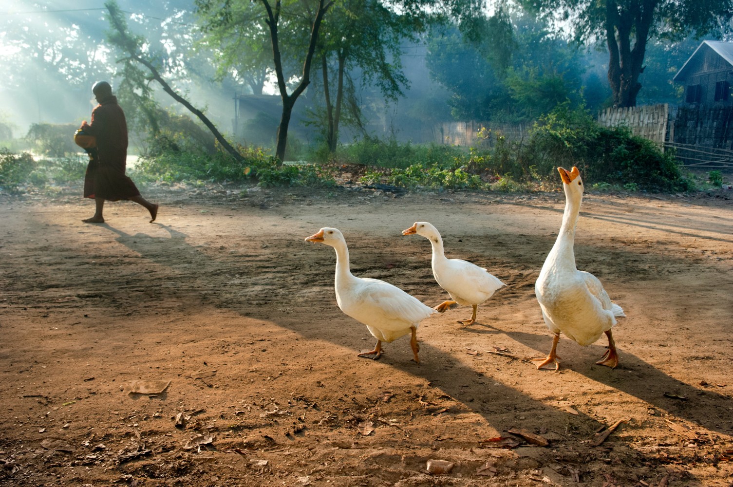 Steve McCurry  Monk Walks Past Three Geese, Mandalay, Burma