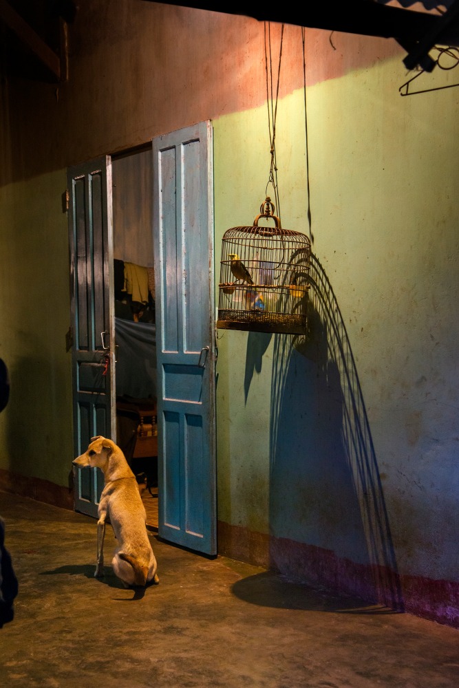Steve McCurry  Dog and Birdcage, Đắk Lắk Province, Vietnam
