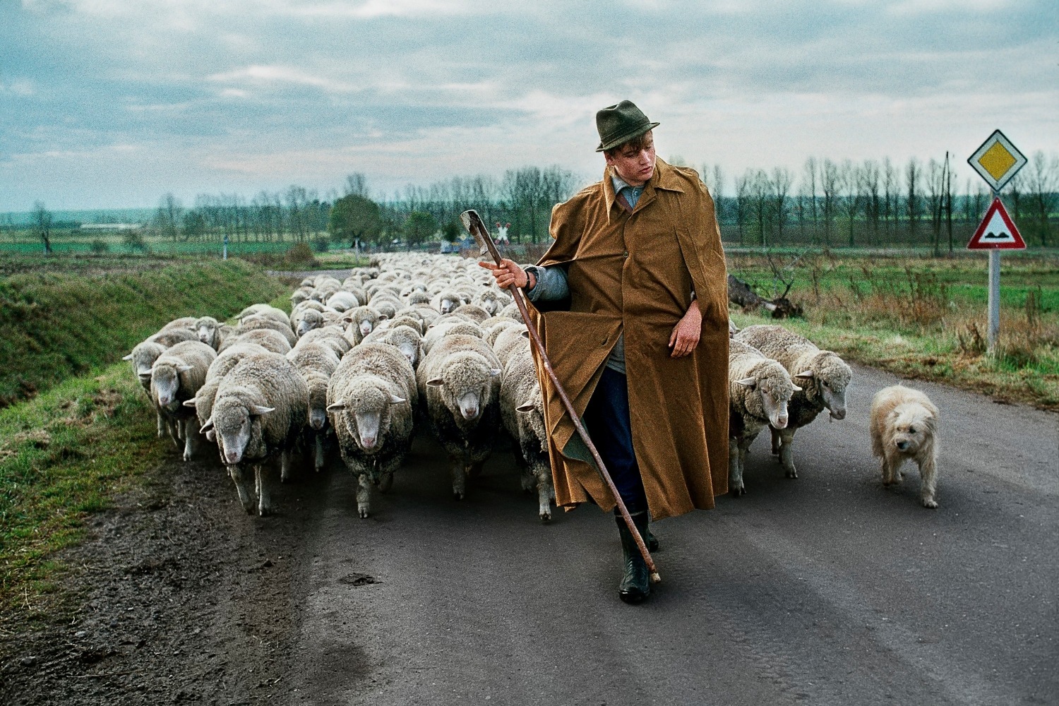 Steve McCurry   Man Walks with Herd of Sheep, Near Magdeburg, Germany