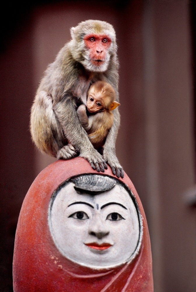 Steve McCurry   Mother and Baby Monkeys Atop Statue, Mandalay, Burma