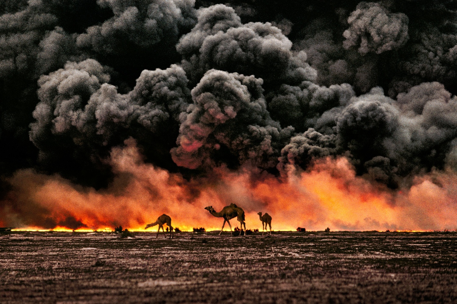 Steve McCurry  Camels in Burning Oil Fields. Al Ahmadi, Kuwait