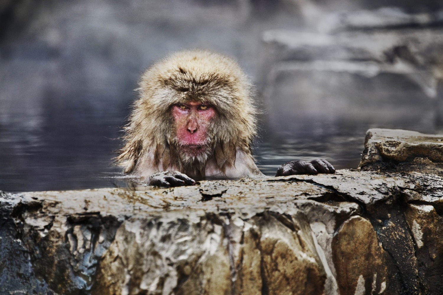 Steve McCurry   Snow Monkey, Yamanouchi, Nagano, Japan