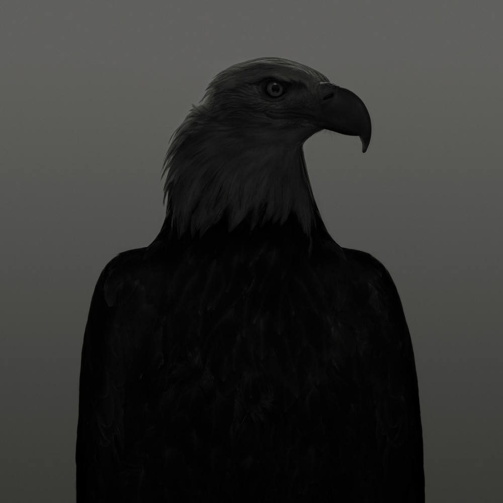 Dean West  Bald Eagle # 2, American West, 2025
