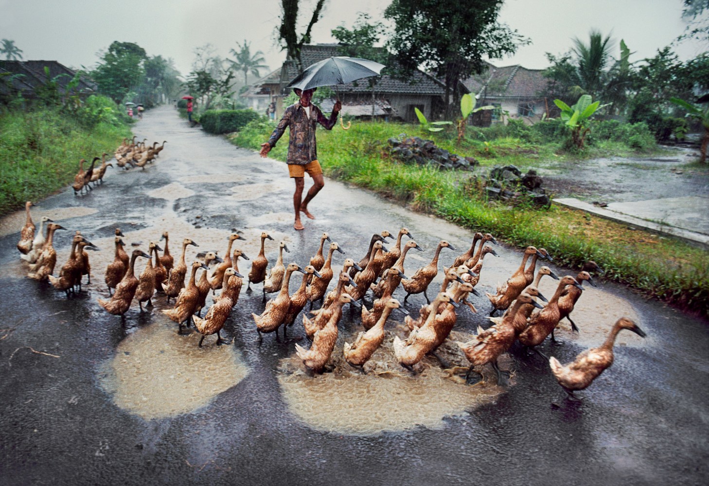 Steve McCurry  Herding Ducks, Java, Indonesia