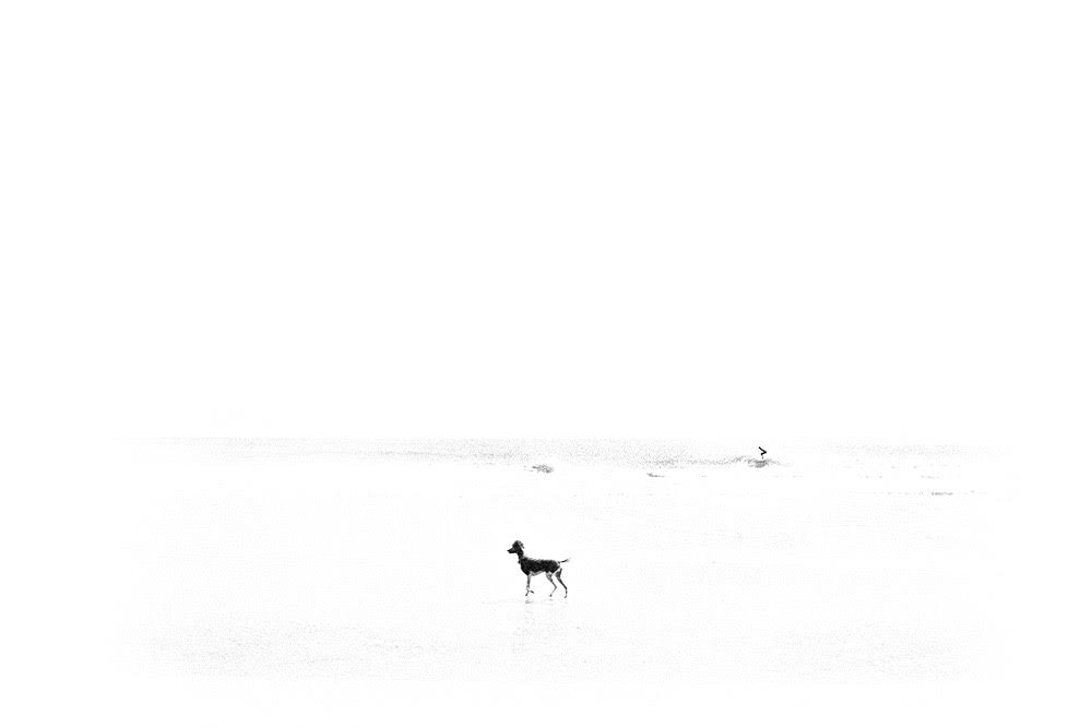 Christophe von Hohenberg, Surf Dog, 2020