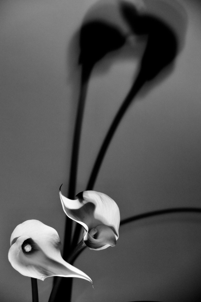 Christophe von Hohenberg, Untitled Flower Still Life III