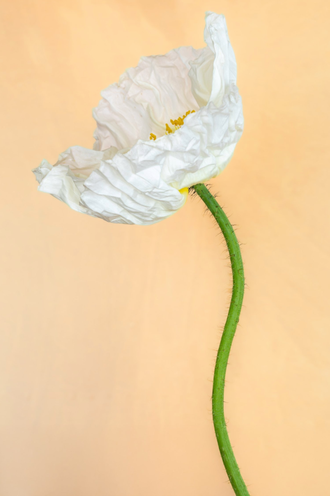 Lisa Pearlman, Vanilla Poppy