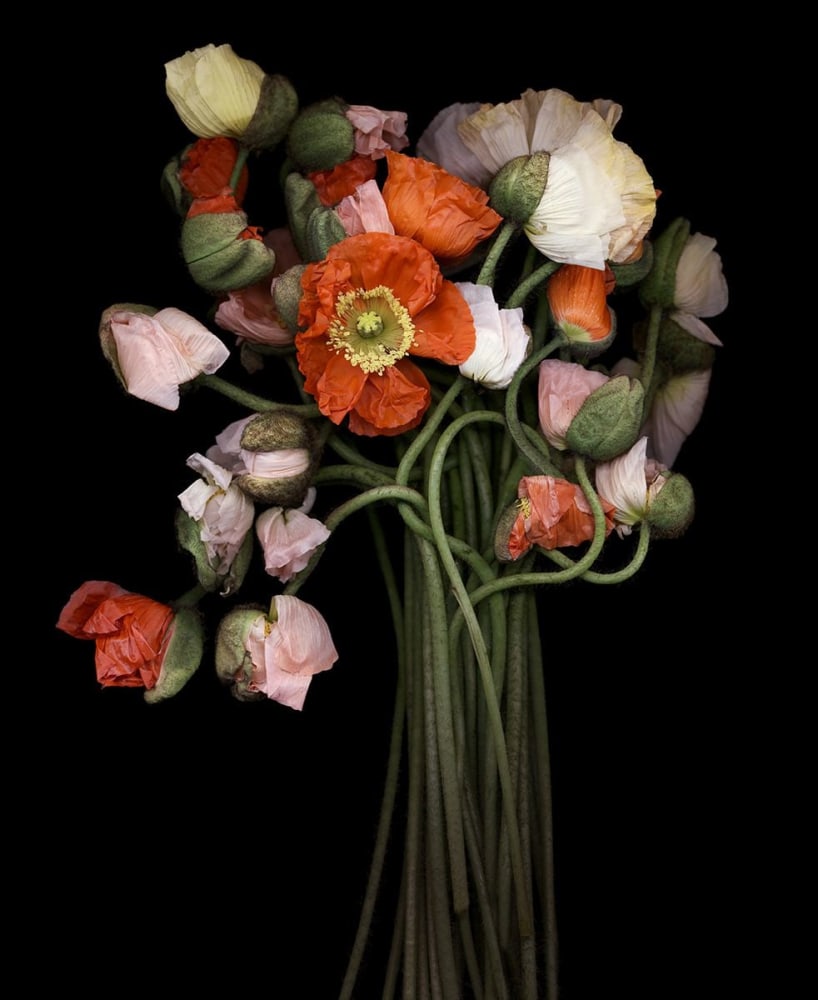 Joyce Tenneson, Poppy Bouquet, 2000