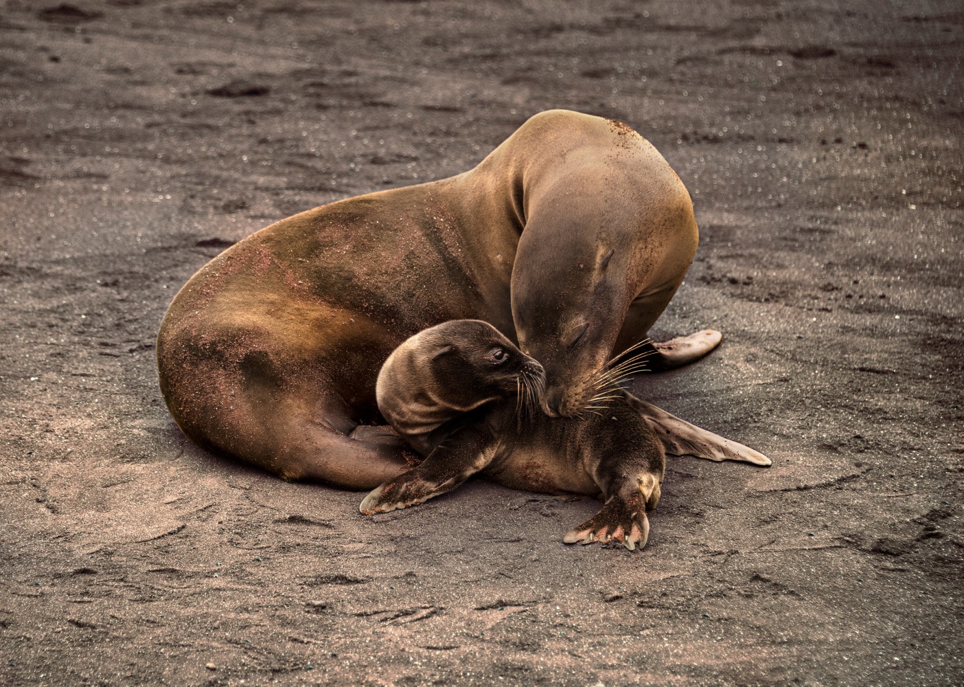 Steve McCurry   Mother Seal with Pup, Ecuador