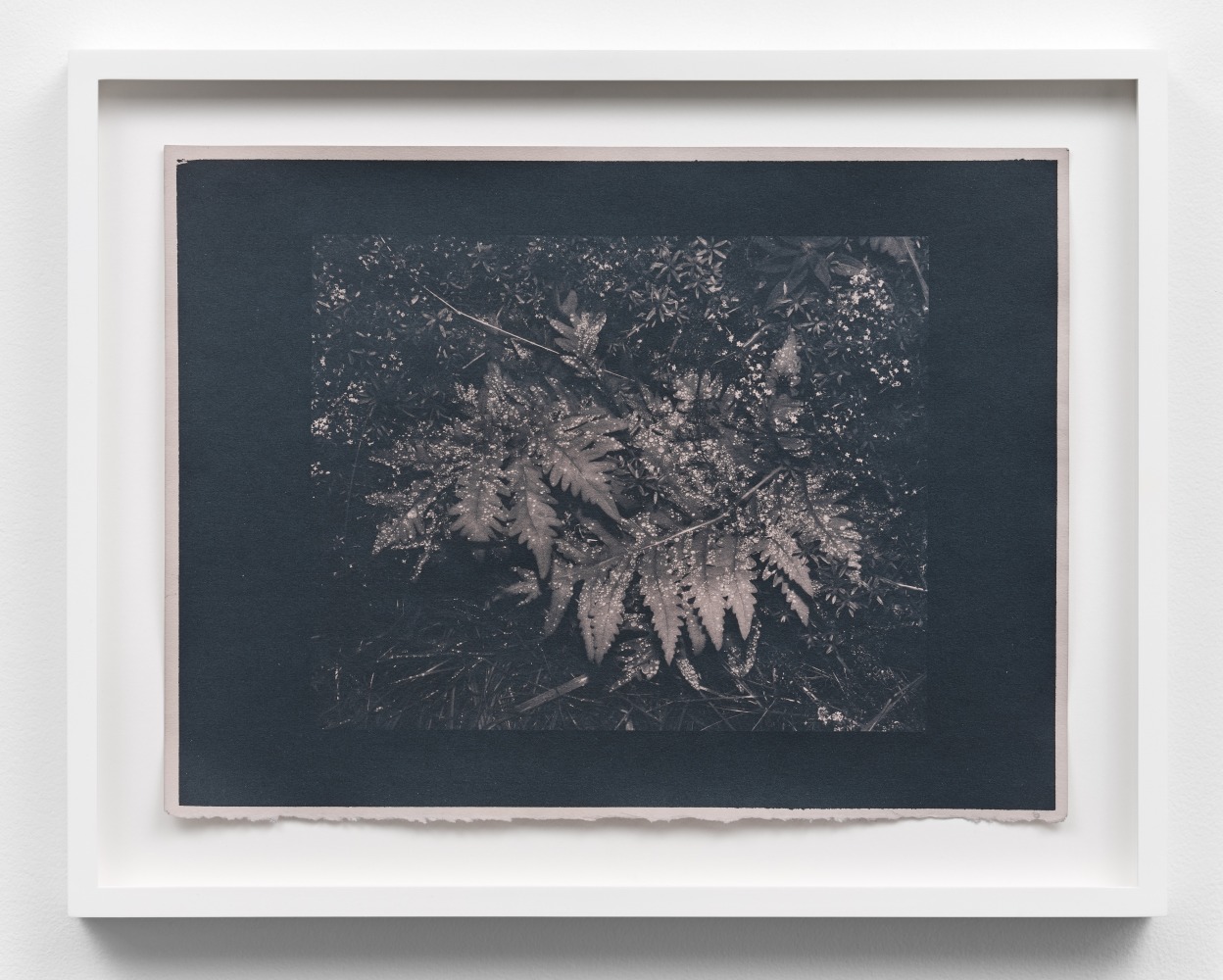 Morning Dew, 2023

rose toned cyanotype, edition of 3 + 2 AP

15&amp;nbsp;&amp;times; 11 in. / 38.1&amp;nbsp;&amp;times; 27.9 cm