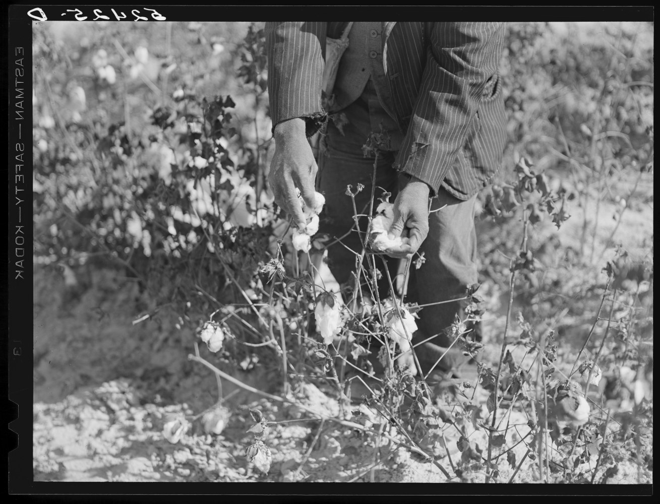 Picking cotton, Mississippi Delta, November 1939 (Courtesy Library of Congress)