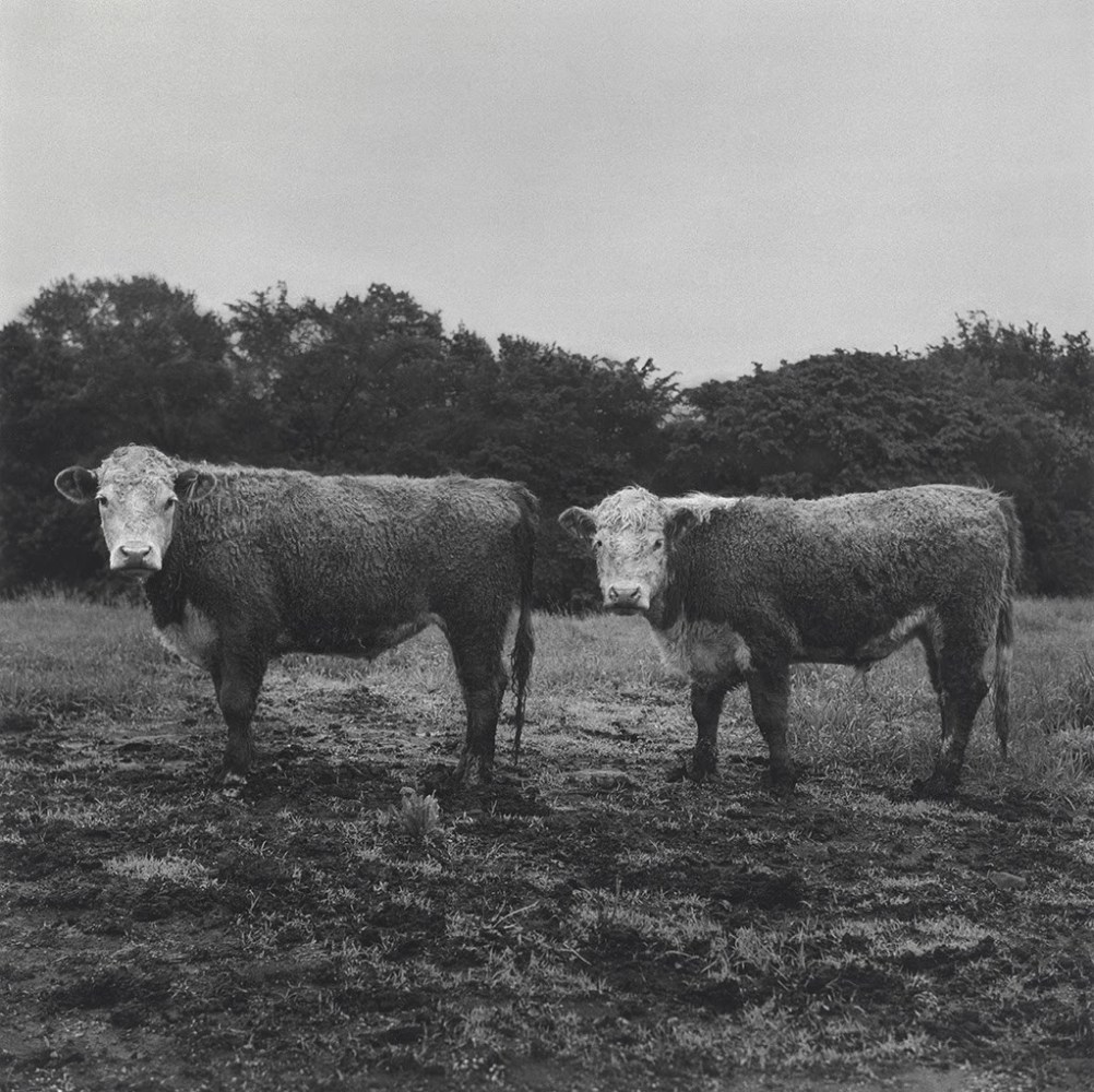 Butch and Buster, 1978/2018