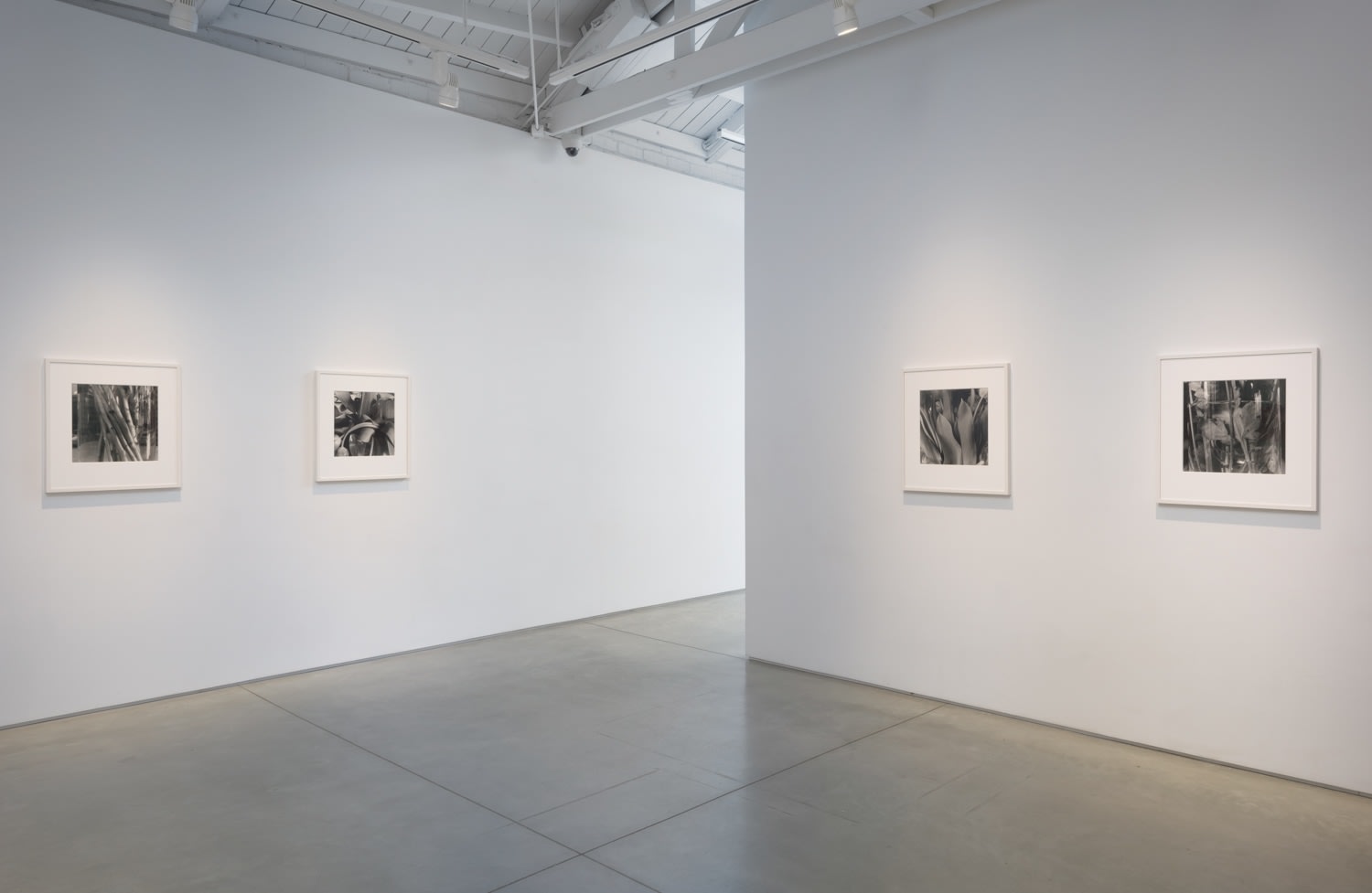 Stems​, installation view.