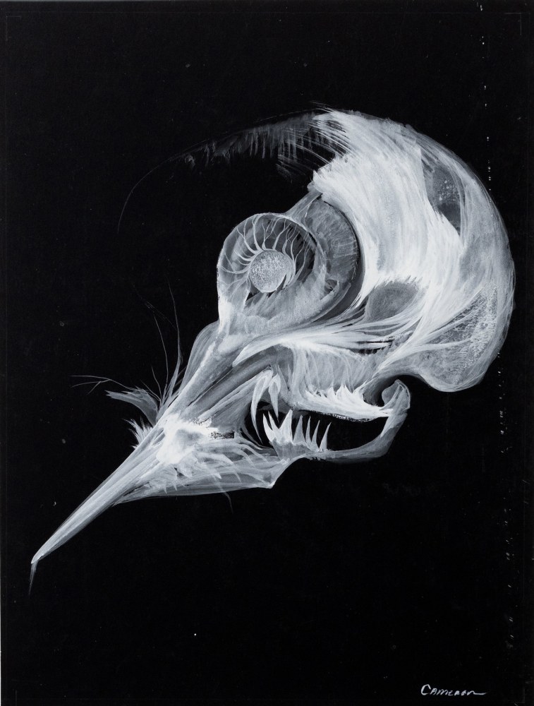 Fossil (Unicorn), 1958