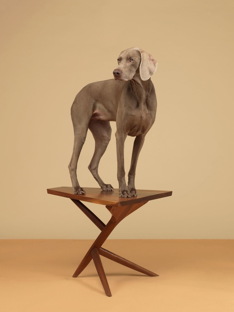 7 Legs, 2015