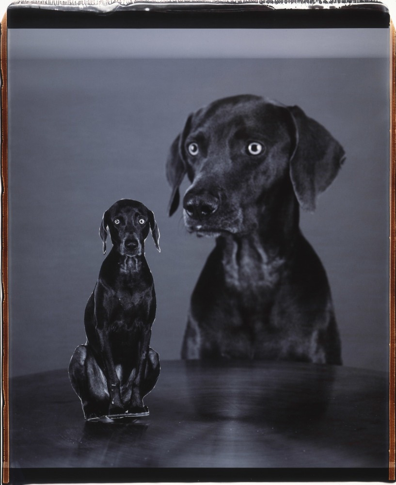 Splitting Image, 2005