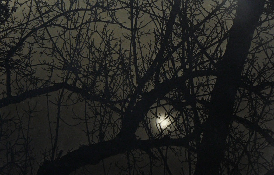 Dark Trees, 1963  Silver gelatin print 9 1/2 x 14 inches