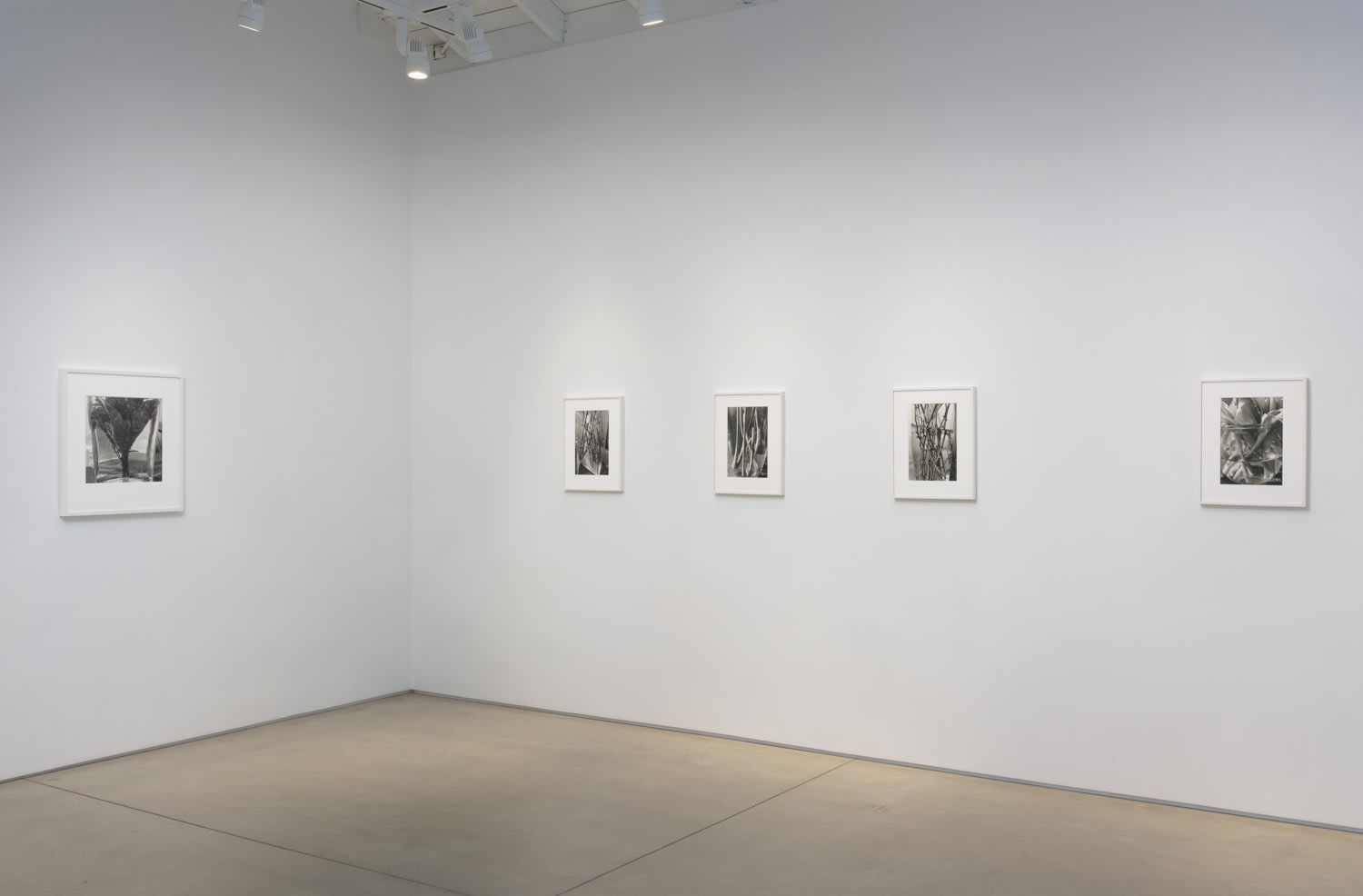 Stems​, installation view.