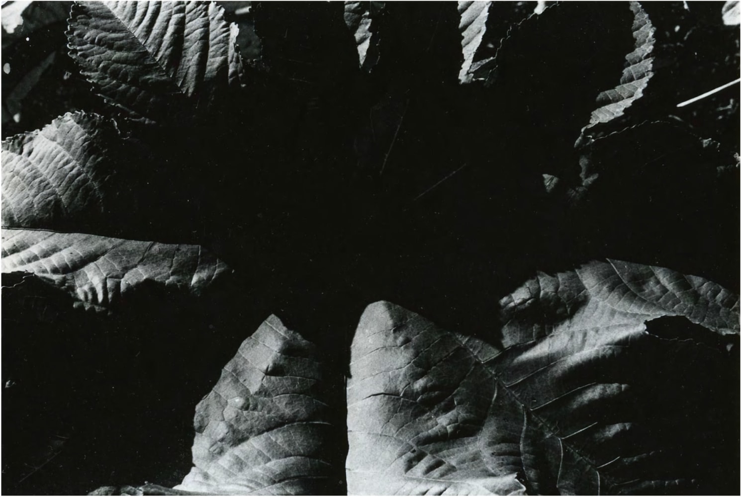 Untitled, c. 1974-75