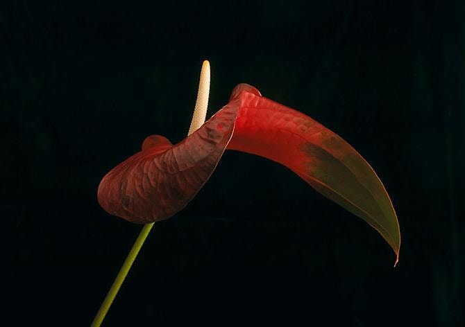 Elizabeth Kleinveld Red Anthurium