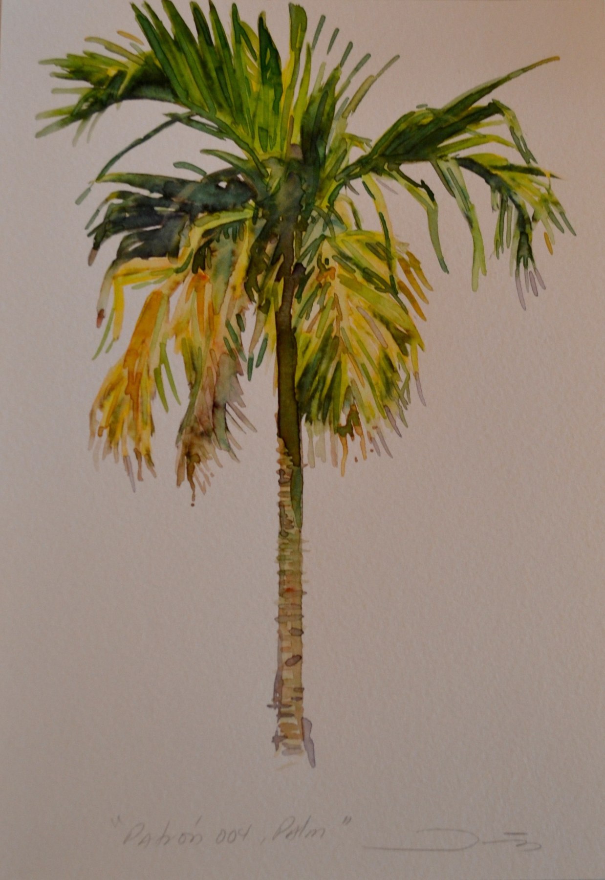 Patr&oacute;n 004, Palm