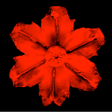 Rubem Robierb (1976), Power Flower N-1 (Red on Black), 2016