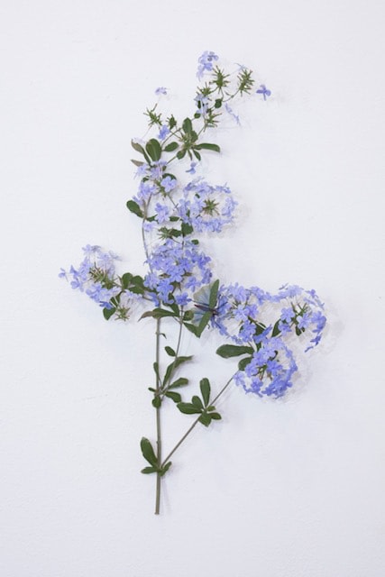 Carmen Almon, Plumbago with Spotted Grasshopper, 2018