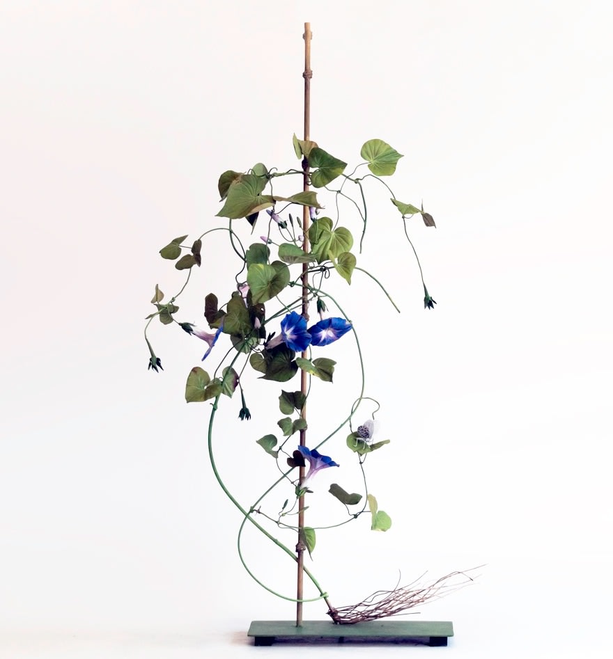 Carmen Almon, Morning Glories with Anthocharis Butterfly, 2019