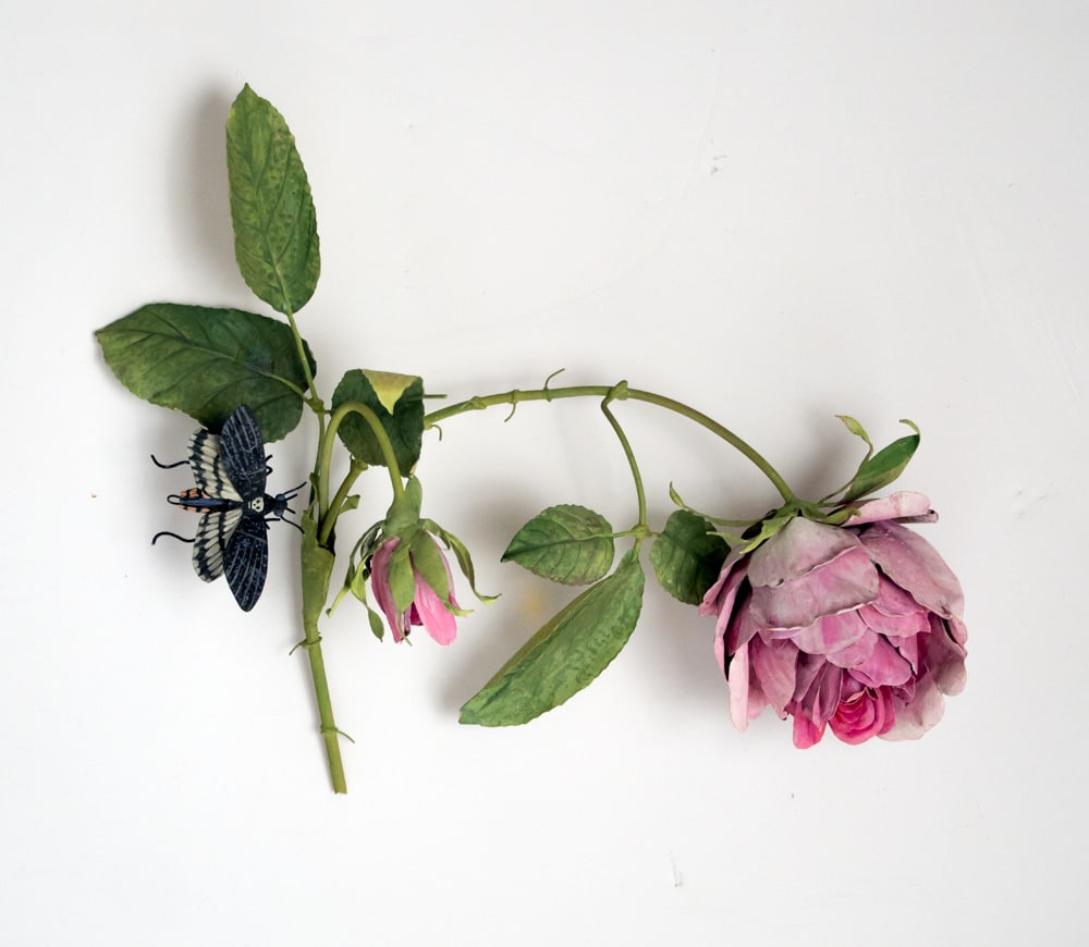 Carmen Almon Hanging Cabbage Rose with Sphinx Moth, 2019