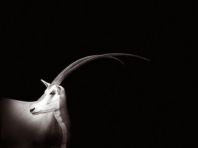 Joe Zammit-Lucia Scrimitar Horned Oryx