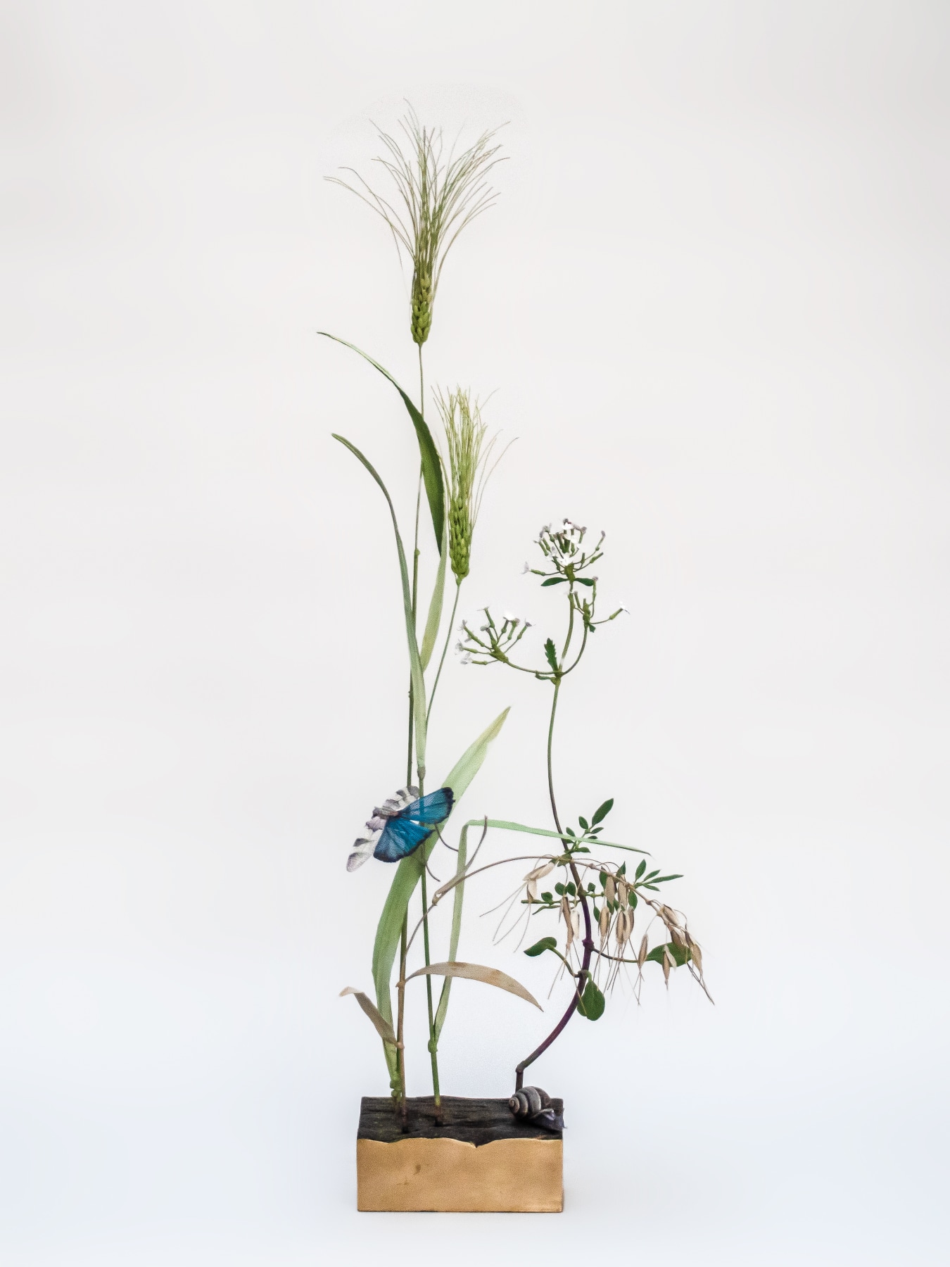 Carmen Almon, Wheat with Blue-winged Grasshopper, 2021