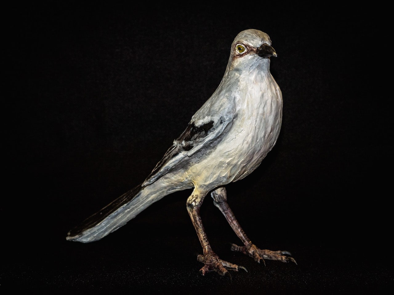 Nall Mockingbird, 2015