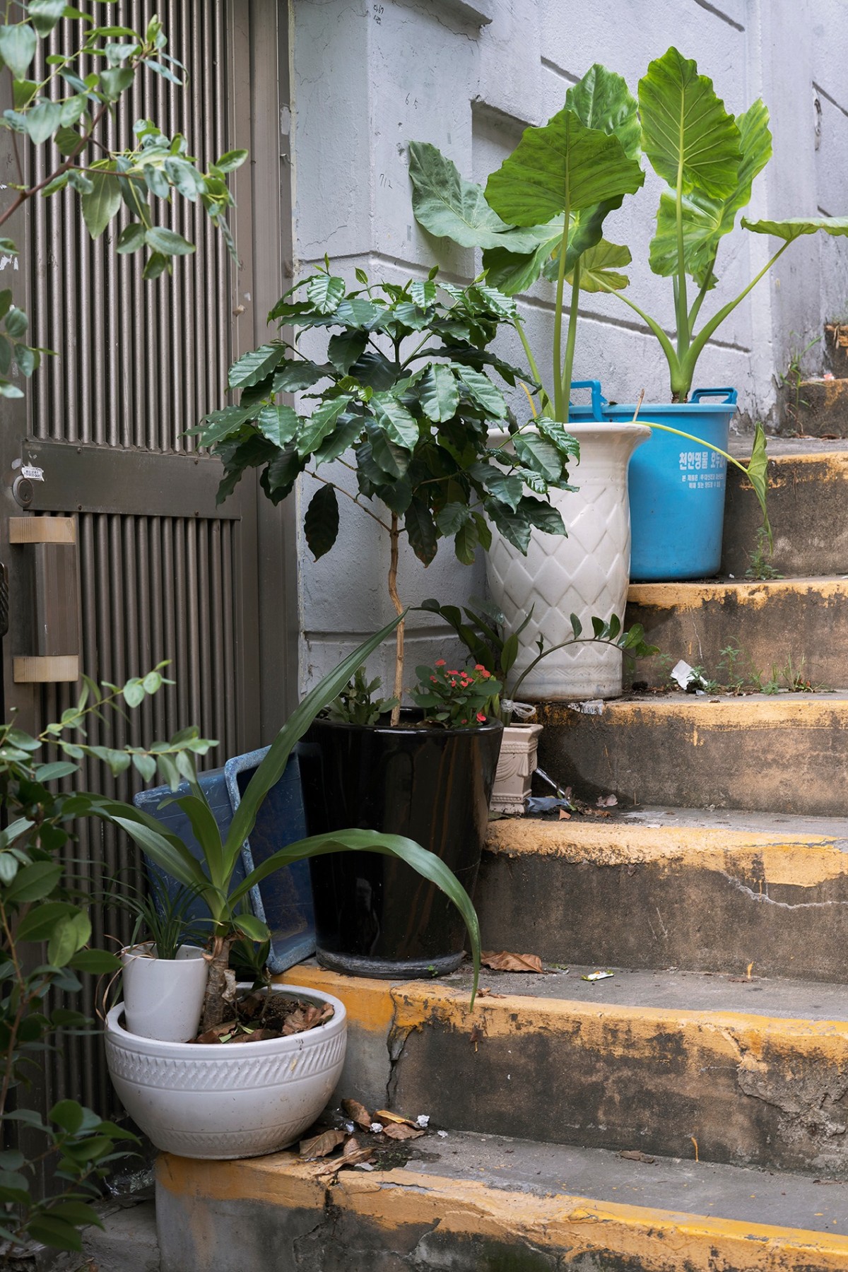 JINYOUNG&nbsp;KIM |&nbsp;SINDANG AREA 9, POTTED PLANTS ON THE STAIRS |&nbsp;C-PRINT MOUNTED ON DIBOND&nbsp;|&nbsp;30&nbsp;X&nbsp;20&nbsp;INCHES |&nbsp;EDITION&nbsp;OF 5 |&nbsp;2019