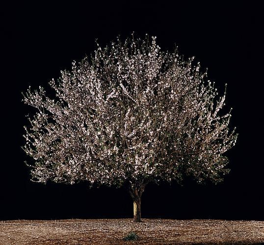 Shaked (Almond), 2011