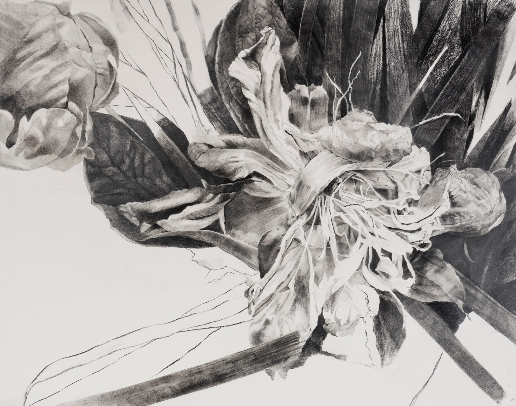 Dead Flowers 2, graphite on paper, 25 3/4 x 32 1/2 in, JR038